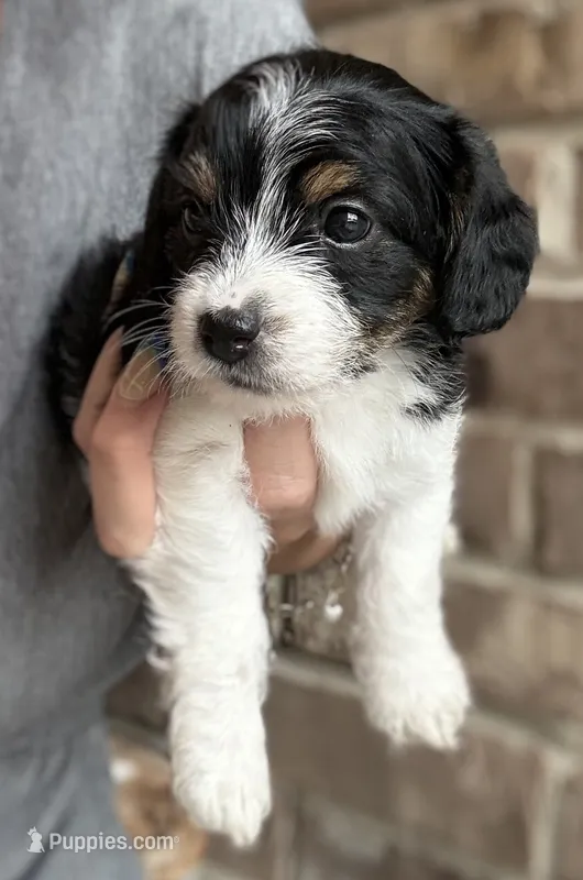 Lucky – Beagle, Poodle - Toy  puppy for sale in Katy, TX