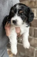 Lucky, a male Beagle and Poodle - Toy  for sale in Katy, TX – 1 of 2