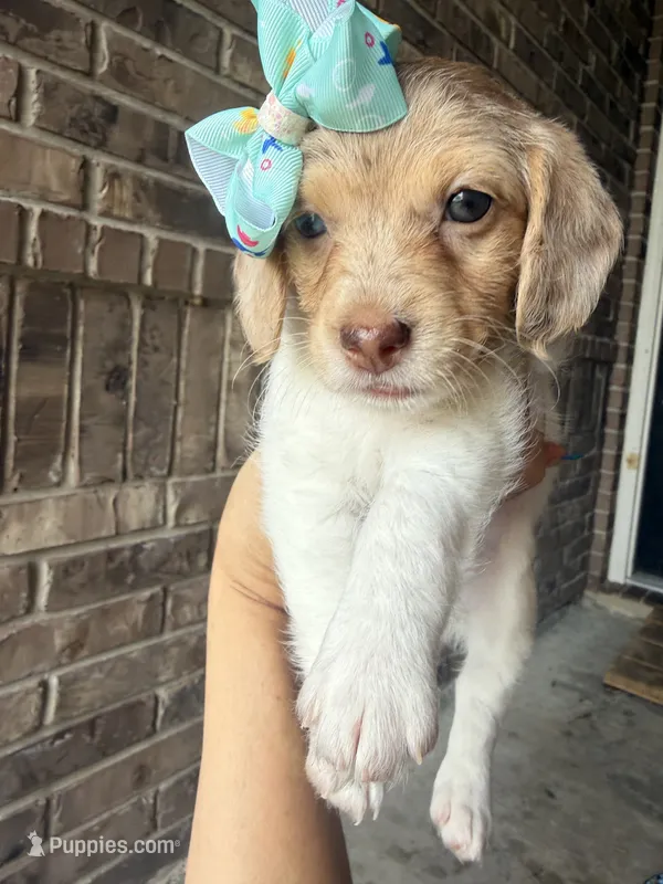 Dulce De Leche  – Beagle, Poodle - Toy  puppy for sale in Katy, TX