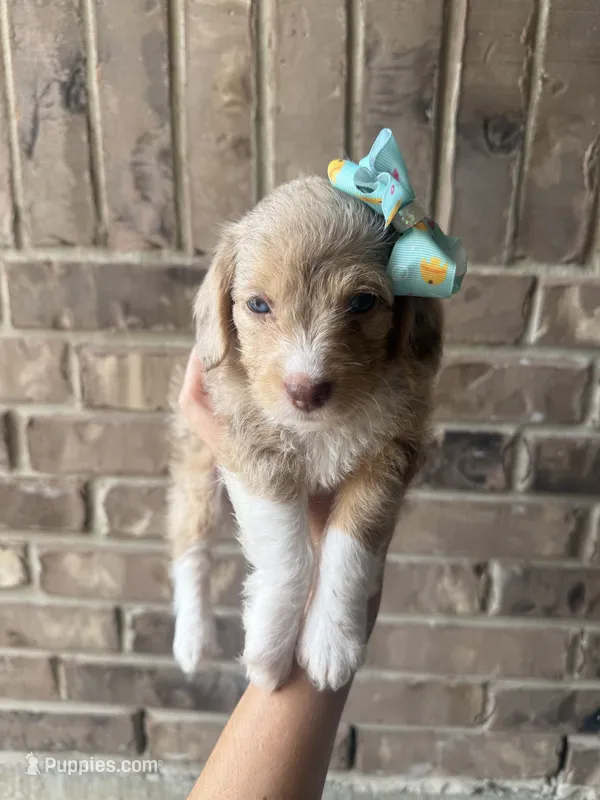 Pearl – Beagle, Poodle - Toy  puppy for sale in Katy, TX