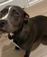 Heiress , a female American Pit Bull Terrier for sale in Fort Worth, TX – 1 of 2
