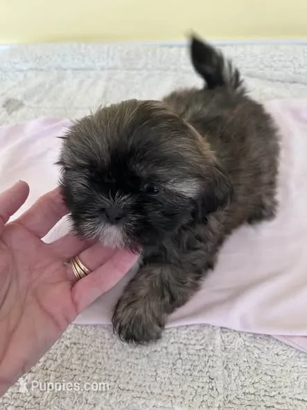 brown F – Shih Tzu puppy for sale in Wingate, NC