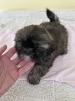 brown F, a female Shih Tzu for sale in Wingate, NC – 1 of 2