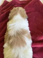 female 1, a female Shih Tzu for sale in Wingate, NC – 2 of 2