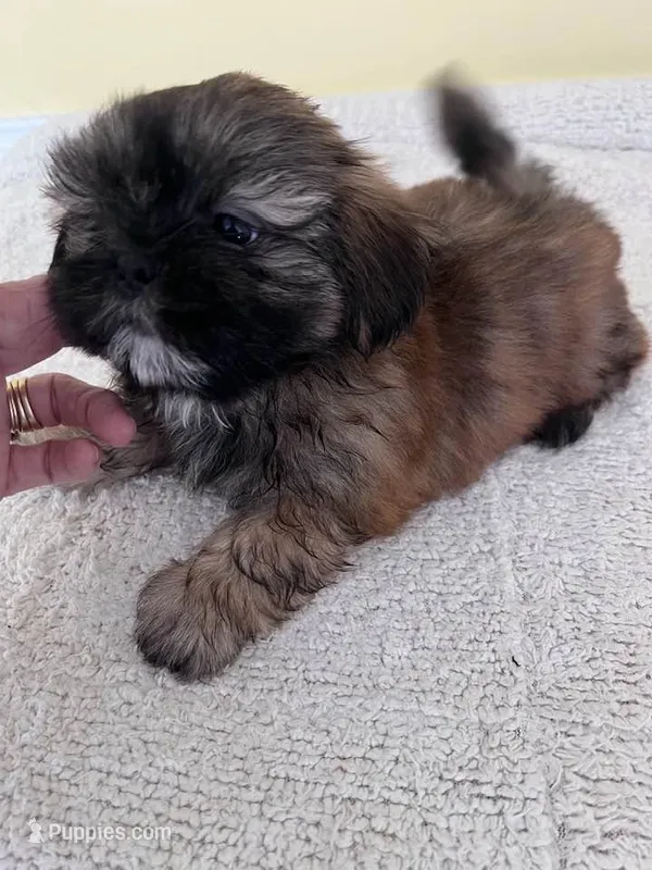 BrM – Shih Tzu puppy for sale in Wingate, NC