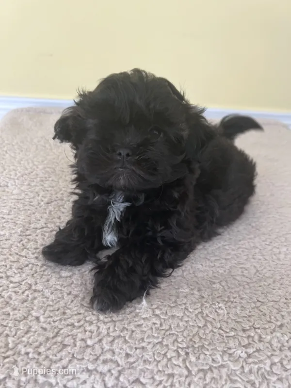 boy – Shihpoo puppy for sale in Wingate, NC