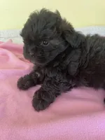 female2, a female Shihpoo for sale in Wingate, NC – 1 of 2