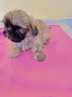 female 1, a female Shih Tzu for sale in Wingate, NC – Photo 2 of 2