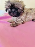 female 1, a female Shih Tzu for sale in Wingate, NC – Photo 1 of 2