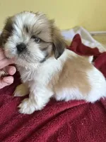 female 1, a female Shih Tzu for sale in Wingate, NC – 1 of 2