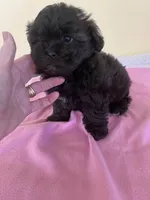 female2, a female Shihpoo for sale in Wingate, NC – 2 of 2