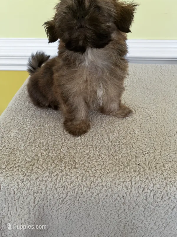TOOT – Shih Tzu puppy for sale in Wingate, NC
