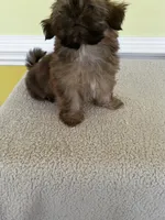TOOT, a male Shih Tzu for sale in Wingate, NC – 1 of 2