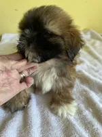 BrM, a male Shih Tzu for sale in Wingate, NC – 2 of 4