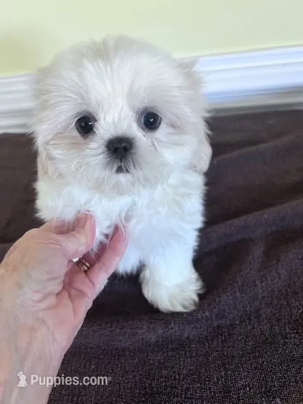 cutie 1 – Shih Tzu puppy for sale in Wingate, NC