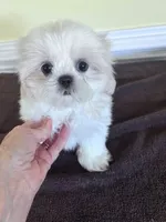 cutie 1, a female Shih Tzu for sale in Wingate, NC – 1 of 3