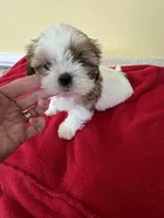 br n white male , a male Shih Tzu for sale in Wingate, NC – Photo 1 of 3