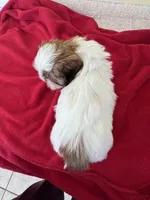 br n white male , a male Shih Tzu for sale in Wingate, NC – Photo 2 of 3