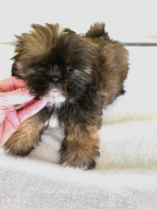 cute male – Shih Tzu puppy for sale in Wingate, NC