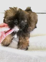 cute male, a male Shih Tzu for sale in Wingate, NC – 1 of 1