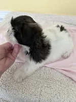 female 1, a female Shih Tzu for sale in Wingate, NC – 3 of 3