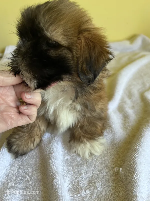BrM – Shih Tzu puppy for sale in Wingate, NC