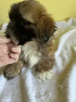 BrM, a male Shih Tzu for sale in Wingate, NC – 1 of 4