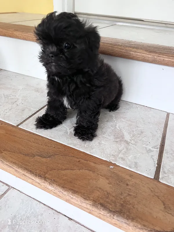 male 1 – Shihpoo puppy for sale in Wingate, NC
