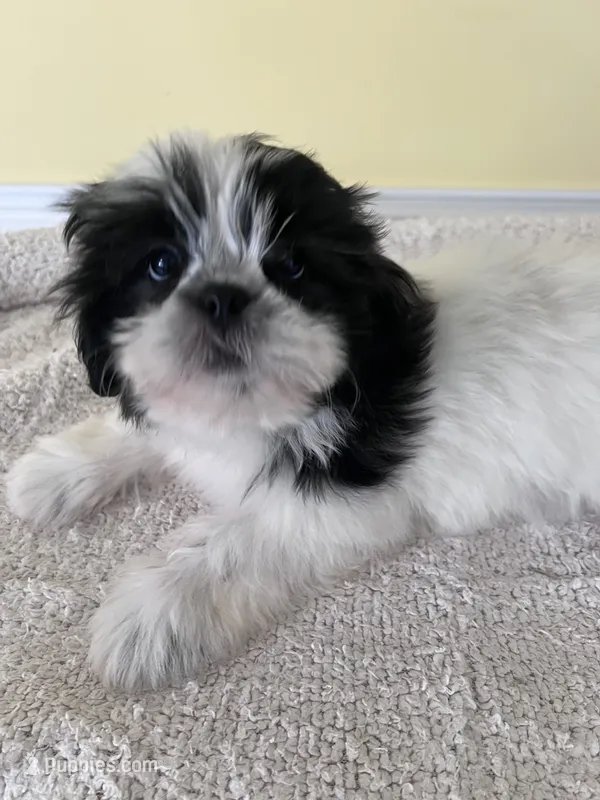 BW   female  – Shih Tzu puppy for sale in Wingate, NC