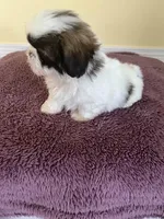 cute male, a male Shih Tzu for sale in Wingate, NC – Photo 1 of 3