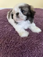 cute male, a male Shih Tzu for sale in Wingate, NC – Photo 3 of 3