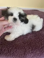 cute male, a male Shih Tzu for sale in Wingate, NC – Photo 2 of 3