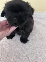 blk boy, a male Shih Tzu for sale in Wingate, NC – 3 of 3