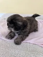 brown F, a female Shih Tzu for sale in Wingate, NC – 2 of 2