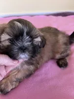 sweet girl, a female Shih Tzu for sale in Wingate, NC – Photo 3 of 3