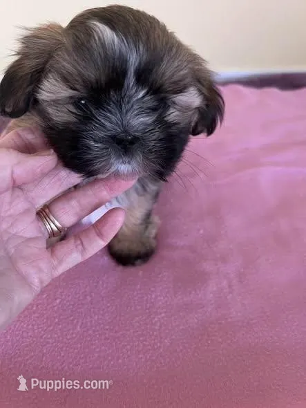 sweet girl, a female Shih Tzu for sale in Wingate, NC – Photo 1 of 3