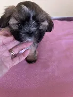 sweet girl, a female Shih Tzu for sale in Wingate, NC – Photo 1 of 3