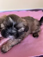 sweet girl, a female Shih Tzu for sale in Wingate, NC – Photo 2 of 3