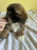 BrM, a male Shih Tzu for sale in Wingate, NC – 4 of 4