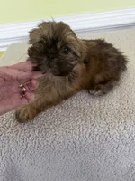 TOOT, a male Shih Tzu for sale in Wingate, NC – 2 of 2
