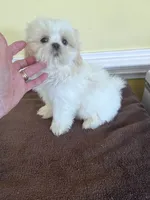 cutie 1, a female Shih Tzu for sale in Wingate, NC – 2 of 3
