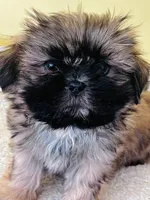 male 1, a male Shih Tzu for sale in Wingate, NC – Photo 1 of 3