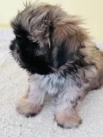 male 1, a male Shih Tzu for sale in Wingate, NC – Photo 2 of 3