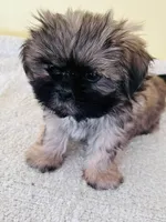 male 1, a male Shih Tzu for sale in Wingate, NC – Photo 3 of 3