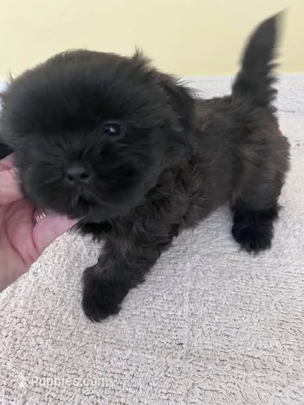 blk boy – Shih Tzu puppy for sale in Wingate, NC