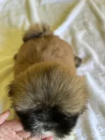 BrM, a male Shih Tzu for sale in Wingate, NC – 3 of 4
