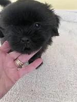 blk boy, a male Shih Tzu for sale in Wingate, NC – 2 of 3