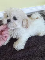 cutie 1, a female Shih Tzu for sale in Wingate, NC – 3 of 3