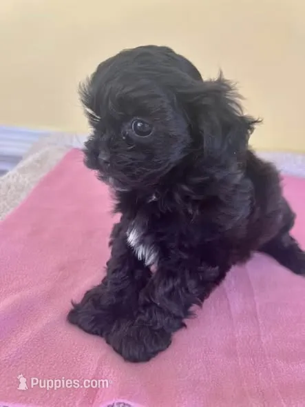 spfemale – Shihpoo puppy for sale in Wingate, NC