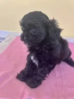 spfemale, a female Shihpoo for sale in Wingate, NC – 1 of 2